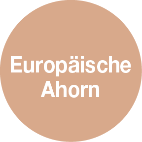 FP100 Europaische Ahorn